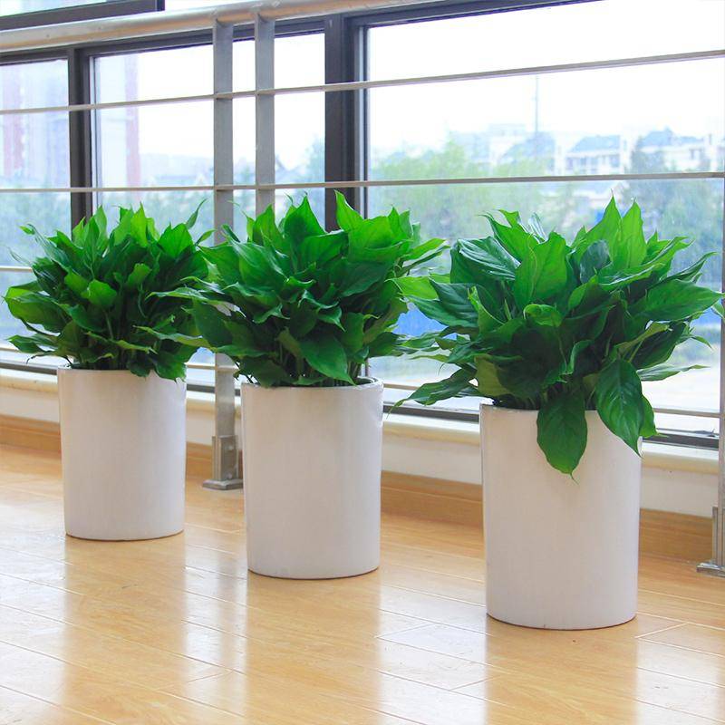 商場植物租賃方案