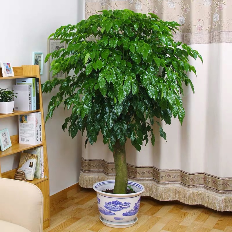 不同的位置擺放(fàng)植物，我們需要注意那些(xiē)問題